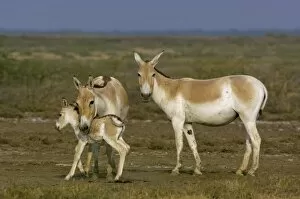 Images Dated 12th November 2006: Asiatic Wild Ass (Equus hemionus khur). Rann of Kutch. Gujarat. SW INDIA