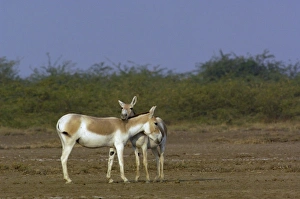 Images Dated 12th November 2006: Asiatic Wild Ass (Equus hemionus khur). Rann of Kutch. Gujarat. SW INDIA