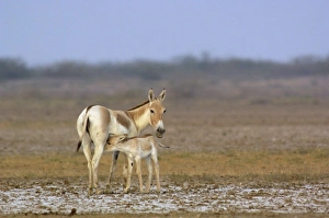 Images Dated 12th November 2006: Asiatic Wild Ass (Equus hemionus khur). Rann of Kutch. Gujarat. SW INDIA