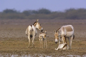 Images Dated 12th November 2006: Asiatic Wild Ass (Equus hemionus khur). Rann of Kutch. Gujarat. SW INDIA