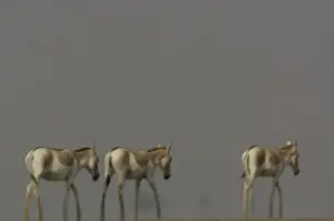 Asiatic Wild Ass (Equus hemionus khur) in mirage & heat haze. Rann of Kutch. Gujarat