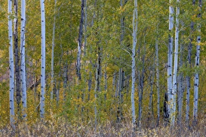 Grand Tetons Prints: Aspen in autumn. Grand Teton National Park. Wyoming