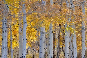 Aspen Glowing along Dallas Mountain Road, San Juan Mountains Colorado