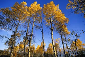 Aspen grove in autumn at Red Rocks NWR in Montana