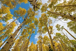 Images Dated 2023: Aspen grove in fall, in the Rockies, Colorado, USA