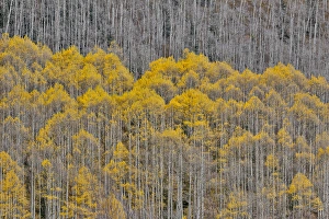 Images Dated 3rd October 2016: Aspen Grove in glowing golden colors of autumn near Aspen Township, Colorado