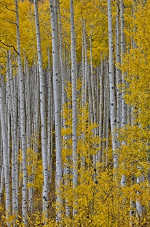 Aspen Grove in glowing golden colors of autumn near Aspen Township, Colorado