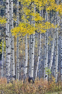 Images Dated 3rd October 2016: Aspen Grove in glowing golden colors of autumn near Aspen Township, Colorado