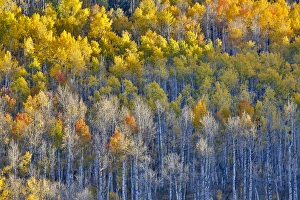 Aspen Grove in glowing golden colors of autumn near Aspen Township, Colorado