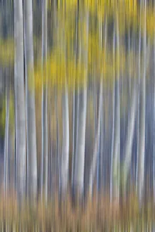 Images Dated 3rd October 2016: Aspen Grove in glowing golden colors of autumn near Aspen Township, Colorado shown