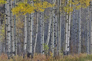 Aspens Prints: Aspen Grove in glowing golden colors of autumn near Aspen Township, Colorado