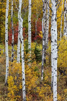 Images Dated 27th September 2018: Aspen grove in peak fall colors in Glacier National Park, Montana, USA