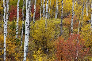 Images Dated 13th October 2018: Aspen grove in peak fall colors in Glacier National Park, Montana, USA