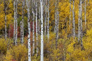 Grove Prints: Aspen grove in peak fall colors in Glacier National Park, Montana, USA