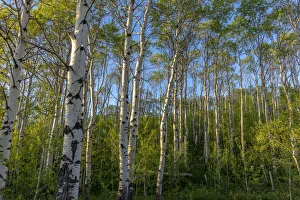 Aspen grove with spring growth near East Glacier, Montana, USA