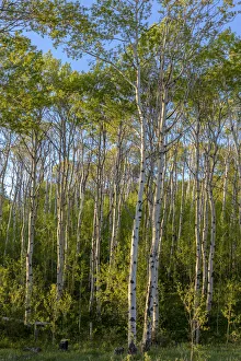 Images Dated 28th May 2018: Aspen grove with spring growth near East Glacier, Montana, USA