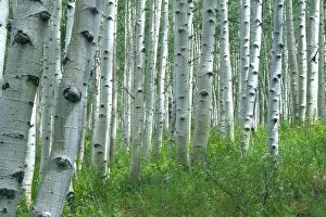 Images Dated 17th October 2005: Aspen grove in the summertime