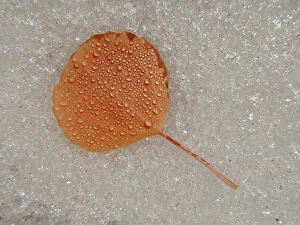 Bishop Prints: Aspen leaf, water drops, Snow, fall, Eastern Sierras, Bishop, California