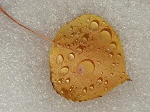 Bishop Prints: Aspen leaf, water drops, Snow, fall, Eastern Sierras, Bishop, California
