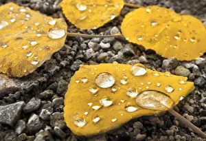 Aspen leaves with morning water droplets in the Colorado Rocky Mountains