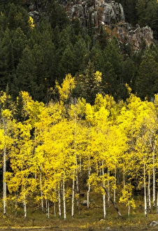 Images Dated 30th September 2014: Aspen leaves turning near the Colorado River, Colorado, USA
