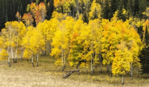 Images Dated 30th September 2014: Aspen leaves turning near the Colorado River, Colorado, USA