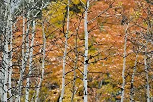 Aspen sapling trunks with autumn color in background in Glacier National Park in Montana