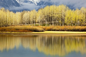 Images Dated 2nd June 2010: Aspen stand and reflection in early spring, Grand Teton National Park, Wyoming