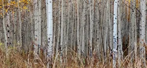 Images Dated 2023: Aspen Tree Trunks, Colorado, Walden, USA