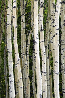 Aspen Tree Trunks; Healy; Alaska; USA