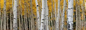 Images Dated 2023: Aspen tree trunks and leaves blend in this autumn image, Rocky Mountains, Colorado, USA