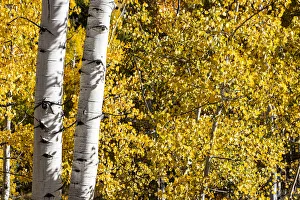 Gold Color Prints: Aspen trees in autumn