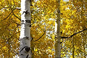 Gold Color Prints: Aspen trees in autumn, Blake Trail, Colorado