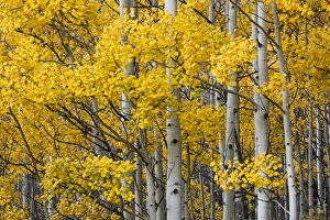 Images Dated 27th September 2016: Aspen trees in fall color, Uncompahgre National Forest, Colorado