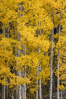 Aspen trees in fall color, Uncompahgre National Forest, Colorado