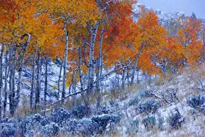 Western Scenic Prints: Aspen trees in Fall colors, Bighorn Mountains, Shell, Wyoming, USA