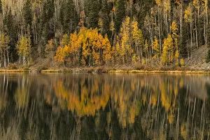 Aspen trees in fall reflecting on Crystal Lake at sunrise, Uncompahgre National Forest