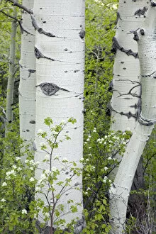 Images Dated 29th May 2007: Aspen trees and forest outside of Telluride, Colorado