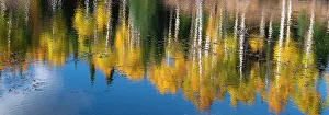Images Dated 2023: Aspen trees reflect in fall. Rocky Mountains, Colorado, USA