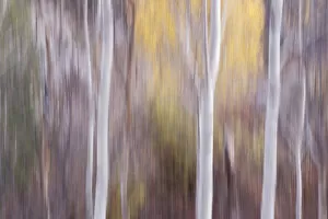 Aspen Trees rendered softly, abstractly