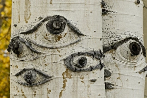 Images Dated 29th September 2016: Aspen trunks with knots that look like eye pattern, Uncompahgre National Forest, Colorado