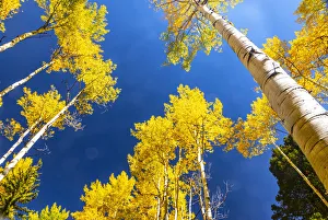 Gold Color Prints: Aspens in autumn
