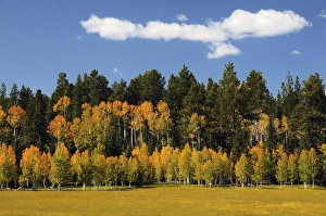 Images Dated 30th September 2012: Aspens in Autumn; Zion National Park; Utah; USA