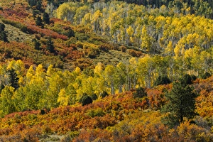 Images Dated 26th September 2016: Aspens and fall color in front of Sneffels Range, Uncompahgre National Forest, Colorado