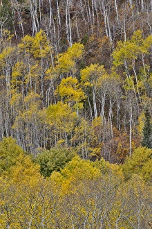 Colorado Prints: Aspens in fall golden color along McClure Pass, Colorado