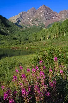 Aspens and fireweed with Maroon Bells in background and Maroon Lake in the foreground