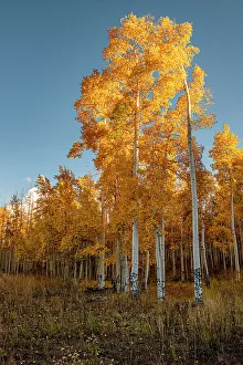 Images Dated 2023: Aspens glow bright orange in late afternoon sun, Colorado, Walden, USA