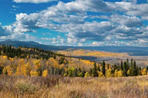 Images Dated 2023: Aspens go on for miles and miles from this vantage point in the Rockies, Colorado, USA