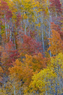 Images Dated 1st October 2016: Aspens multi colored in autumn Wasatch Mountains and Hightway 39 east of Ogden, Utah
