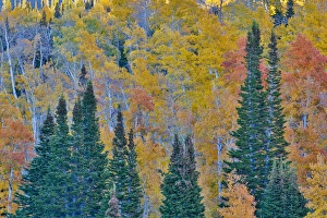 Utah Prints: Aspens multi colored in autumn Wasatch Mountains and Hightway 39 east of Ogden, Utah